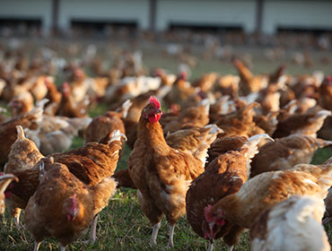 Label Rouge free-range chickens